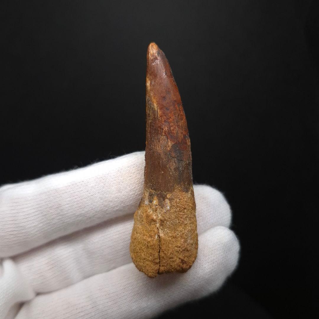 スピノサウルス 本物 モロッコ産 64.02mm fsp4