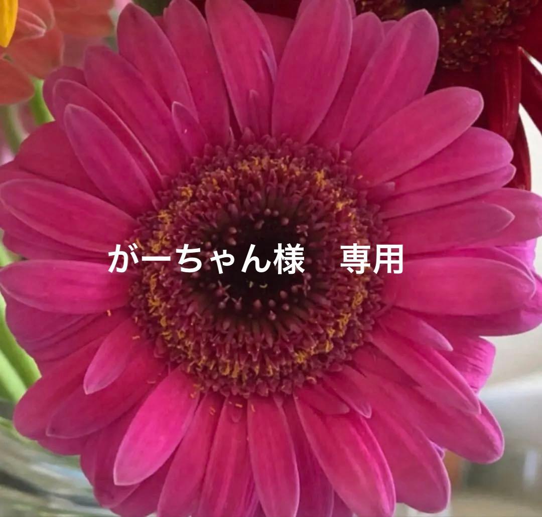 ドクターソワ ☆ 5点セット TOOL-KIT STANDARD - 工具セット - 1212422 | Phoenix Contact