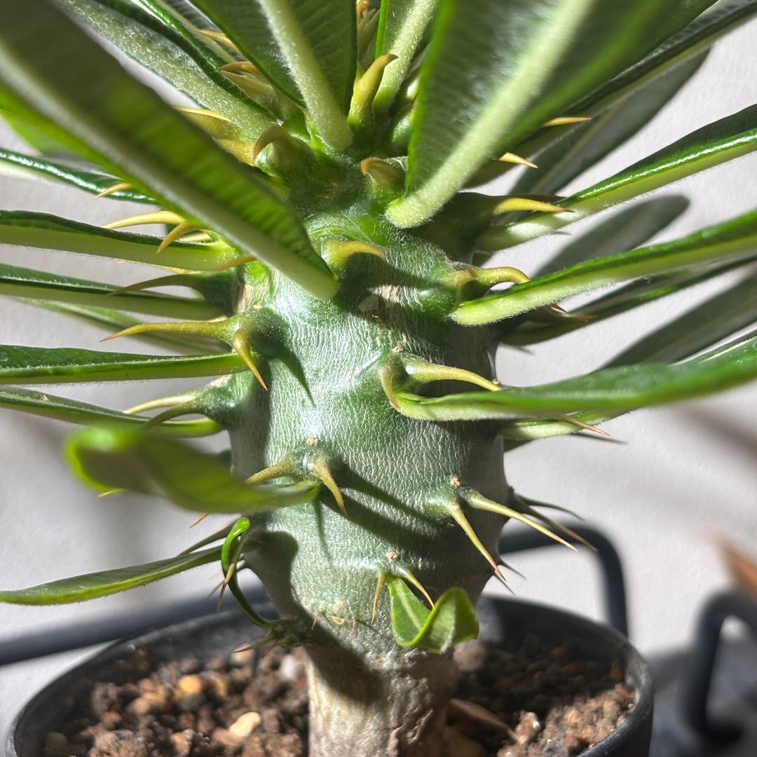 【国内実生株】パキポディウム アンボンゲンセ2 実生 パキポディウム アンボンゲンセ ② パキポディウム