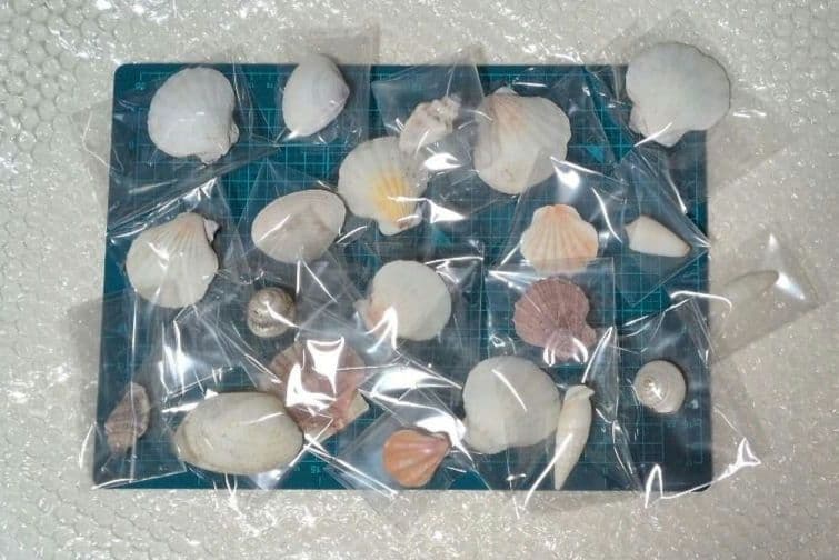 貝殻まとめ売り - メルカリ