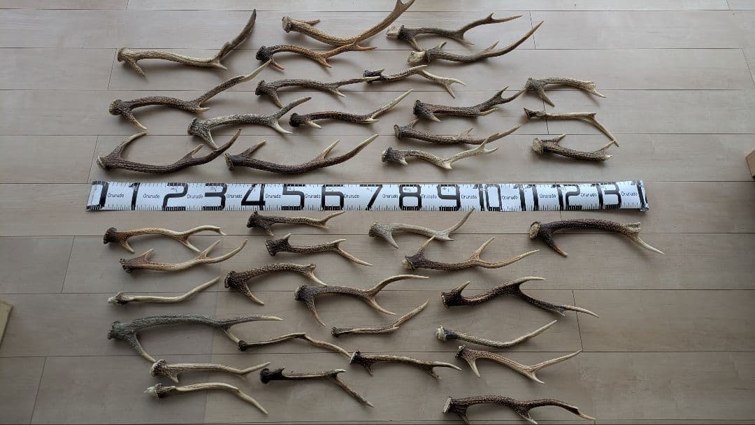 【大量セット】鹿の角 自然素材 インテリア/ハンドメイド/ペット用にも