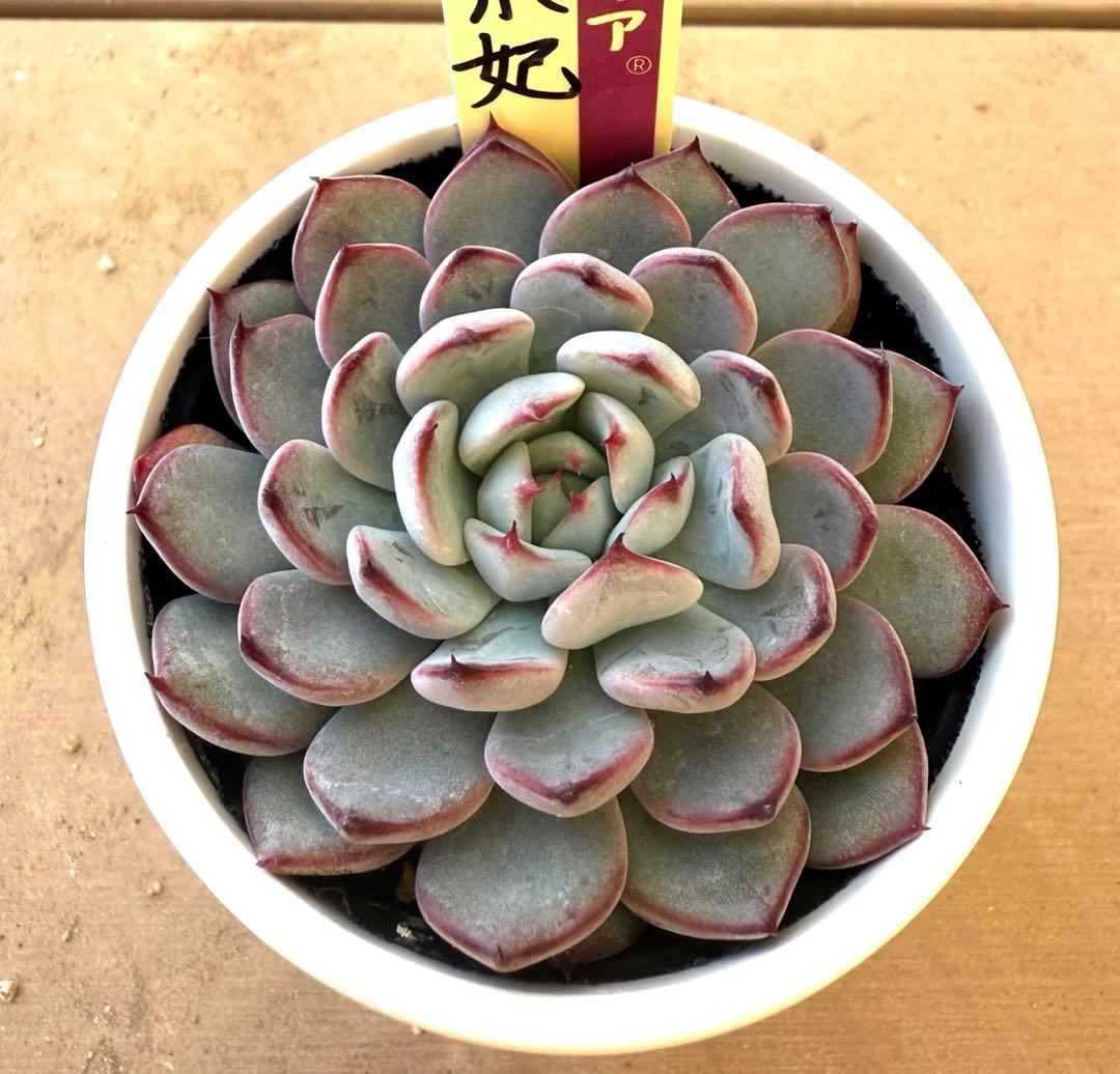 美紫妃　札付き　ミックスベリア　おらいさん苗　新作　エケベリア　多肉植物 069【美紫妃】おらいさん苗 ミックスベリア 成長記録 多肉植物