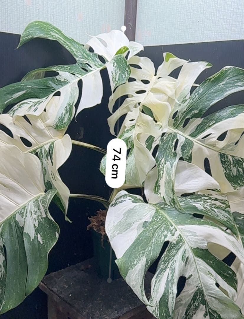 斑入りモンステラ ホワイトタイガー極美大株74cm白斑多 - メルカリ
