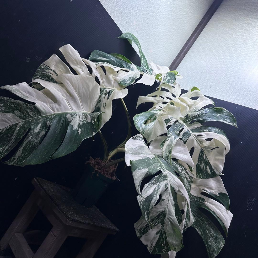 斑入りモンステラ ホワイトタイガー極美大株74cm白斑多 - メルカリ