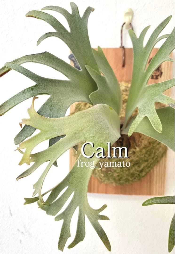 willinckii calm カーム spore ウィリンキー ビカクシダ - メルカリ