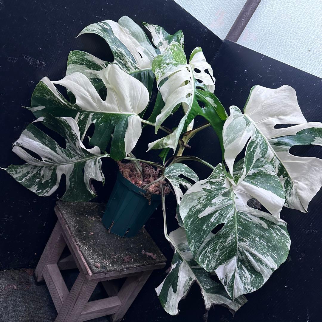 M*o様 斑入りモンステラ ホワイトタイガー極美大株57cm白斑多 斑入りモンステラ ホワイトタイガー極美大株63cm白斑多 - メルカリ