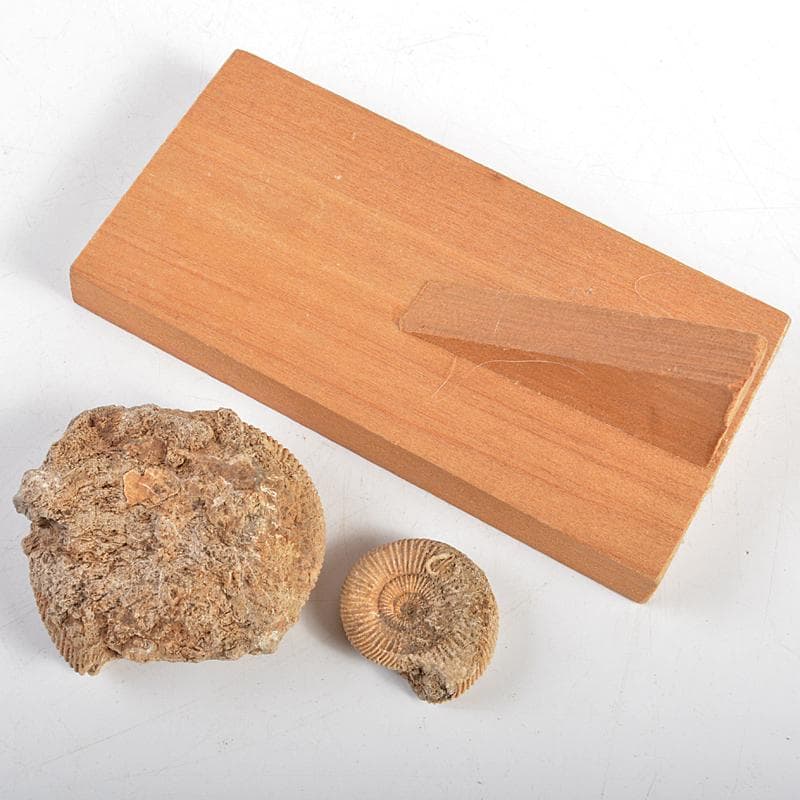 アンモナイ化石 北海道 立札付 2点まとめて C R5972 - メルカリ