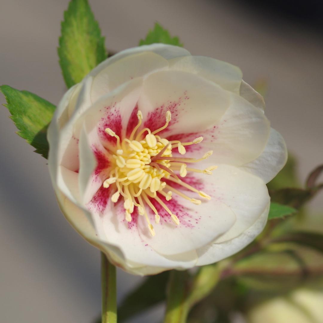 5665 ddオフホワイトゴールドフラッシュ クリスマスローズ開花 加藤