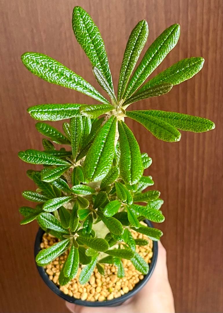 ちゃちゃ丸【レア/塊根植物】ドルステニア ギガス 鉢植え A-6