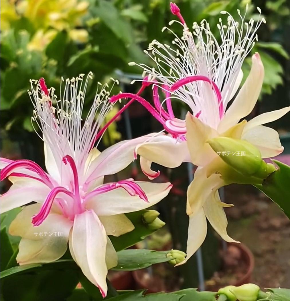 デンマークカクタス シャコバサボテン 雅 葉挿し 1619 - メルカリ