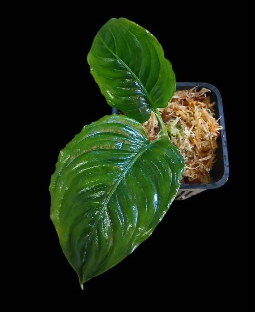 特別企画 新春セール Aglaonema アグラオネマ トリカラー メタリカ ①