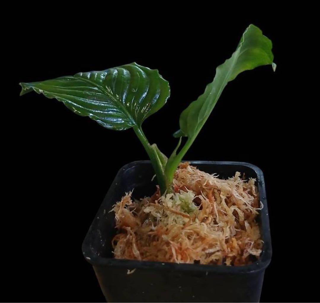 特別企画 新春セール Aglaonema アグラオネマ トリカラー メタリカ ①
