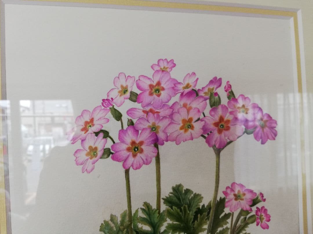 水彩絵画『サクラソウ』中谷道江作