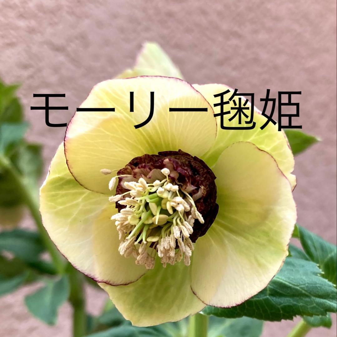 クリスマスローズ開花株 可愛いモーリー毱姫