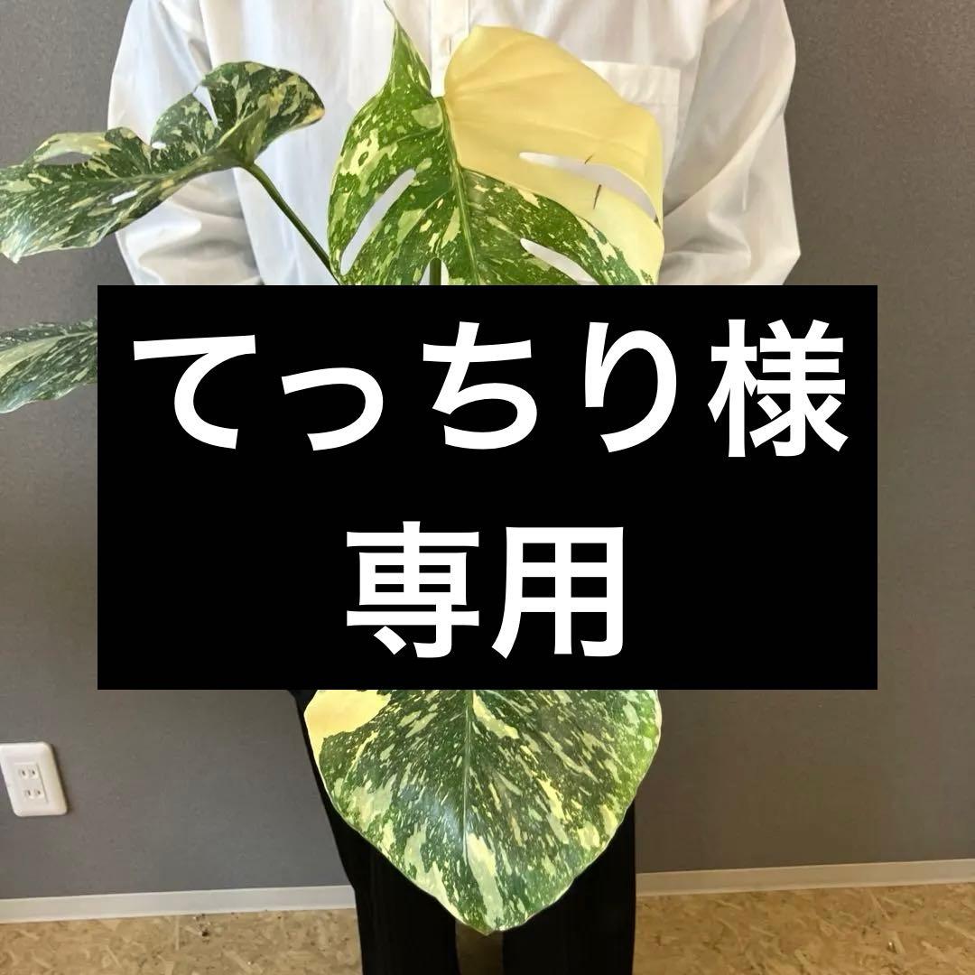 超絶希少❗️モンステラ　デリシオーサ　ホワイトスノー✨