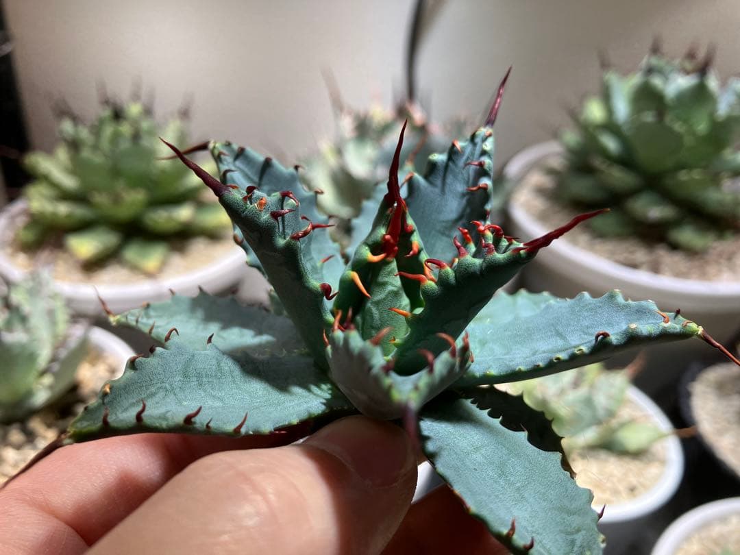 甲蟹×妖炎　ハイブリッドアガベ