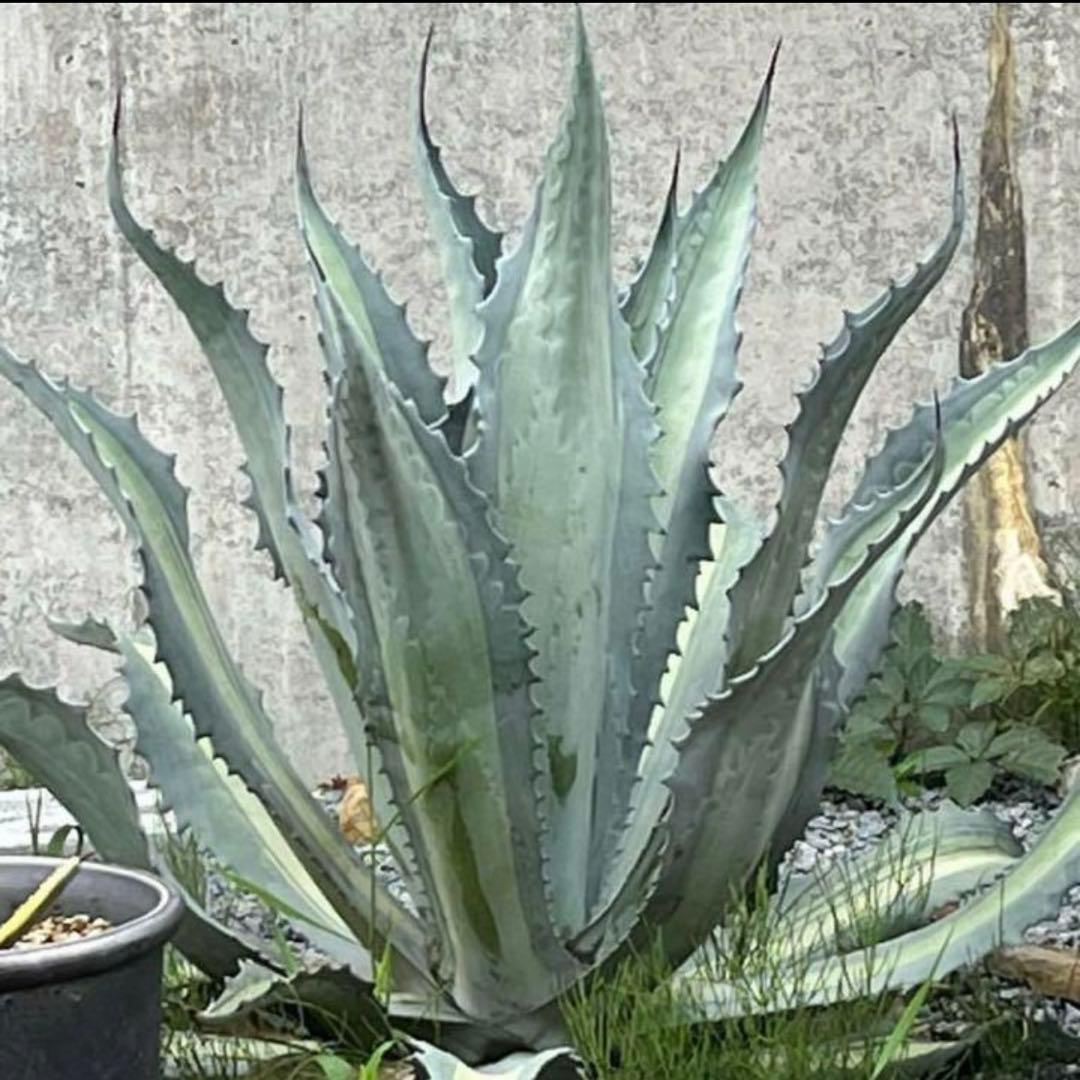アガベ アメリカーナ エクスパンサパリーダ 子株 ドライガーデン