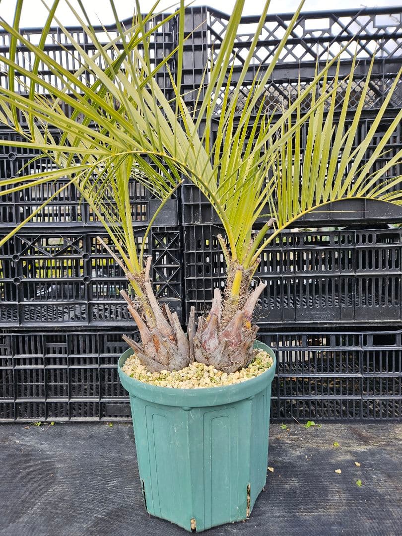 ココスヤシ - メルカリ