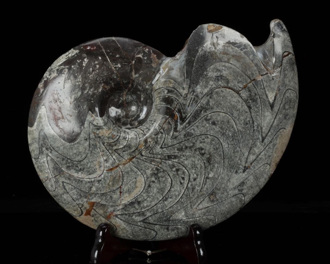 天然アンモナイト化石 重量2.8kg 古生物標本 化石標本 古代海洋生物 鑑賞石