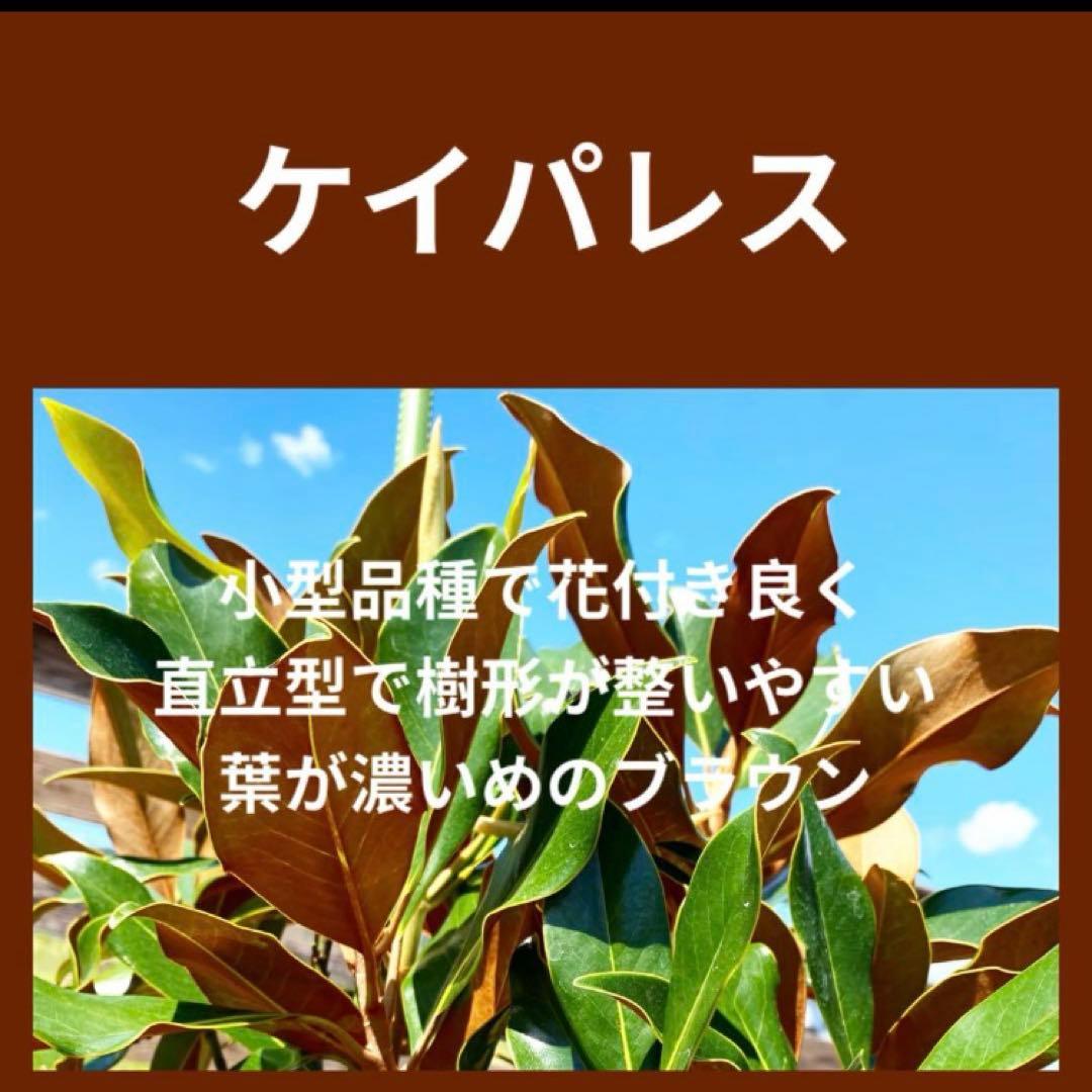 34.ケイパレス マグノリア 泰山木 タイサンボク 苗 苗木 小型品種