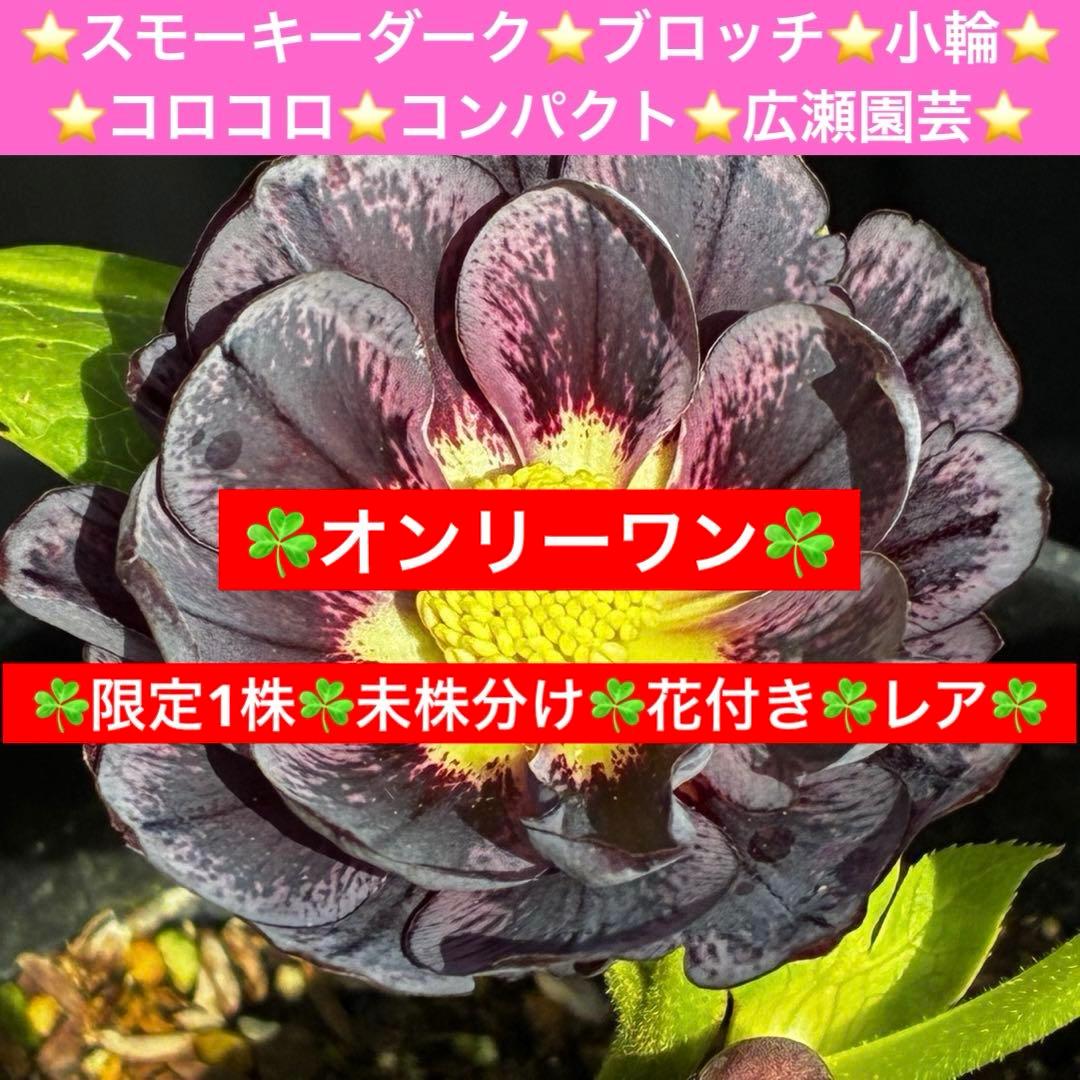 A*️様 3478☘️限定1株☘️未株分☘️花付☘️レア☘️スモーキーダーク⭐️