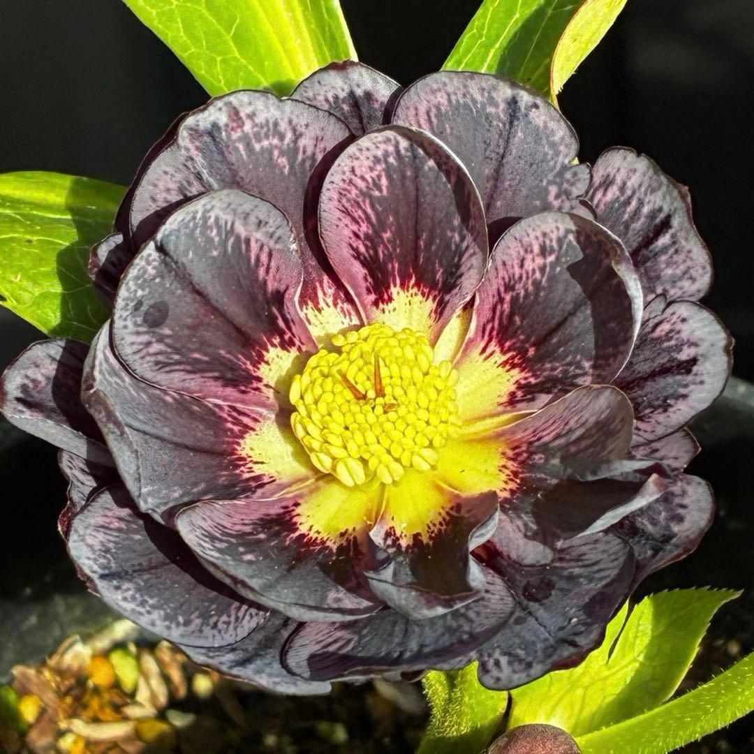 A*️様 3478☘️限定1株☘️未株分☘️花付☘️レア☘️スモーキーダーク⭐️