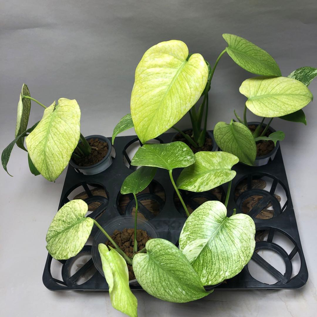 MS515【特別選抜】ホワイトモンスター／天津蘭 モンステ 5株セット