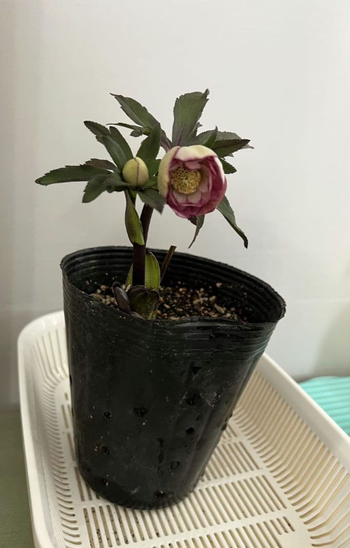 クリスマスローズ ポーセリン交配 株分け 苗 大木ナーセリー - メルカリ