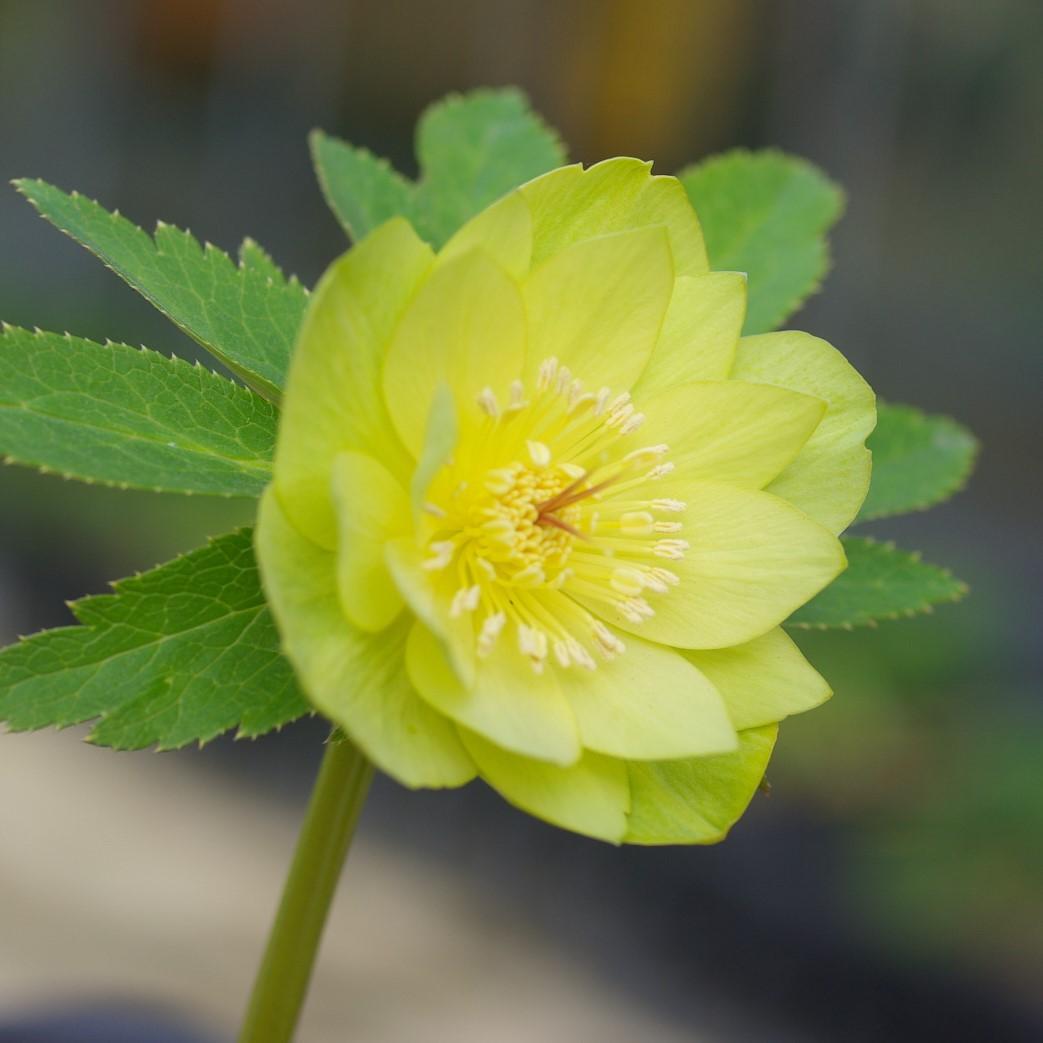 5021 ddメロンゴールド クリスマスローズ 開花株 - メルカリ