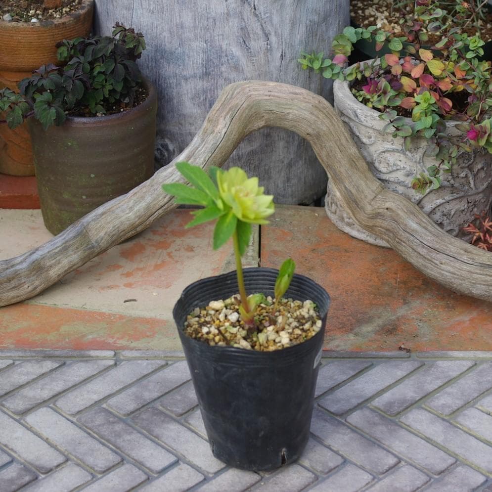 5021 ddメロンゴールド クリスマスローズ 開花株 - メルカリ