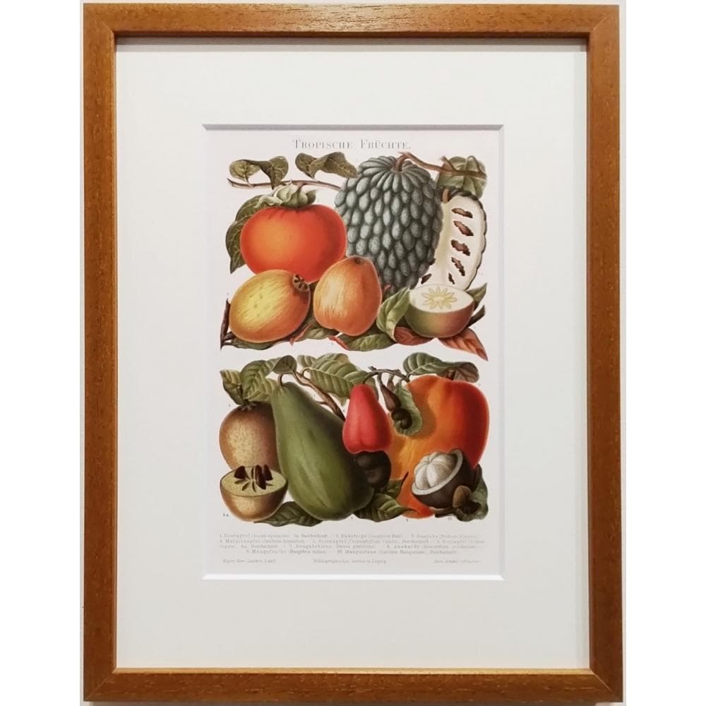 マイヤー百科事典　アンティーク図版　リトグラフ　トロピカルフルーツ　ドイツ　額付