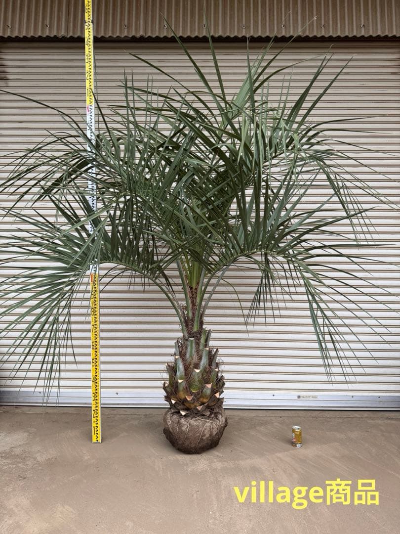 送料込み ココスヤシ サイズ大 幹極太 形状良 シルバーリーフ 庭木