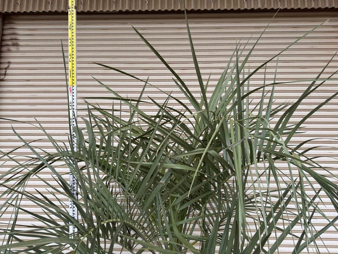 送料込み ココスヤシ サイズ大 幹極太 形状良 シルバーリーフ 庭木