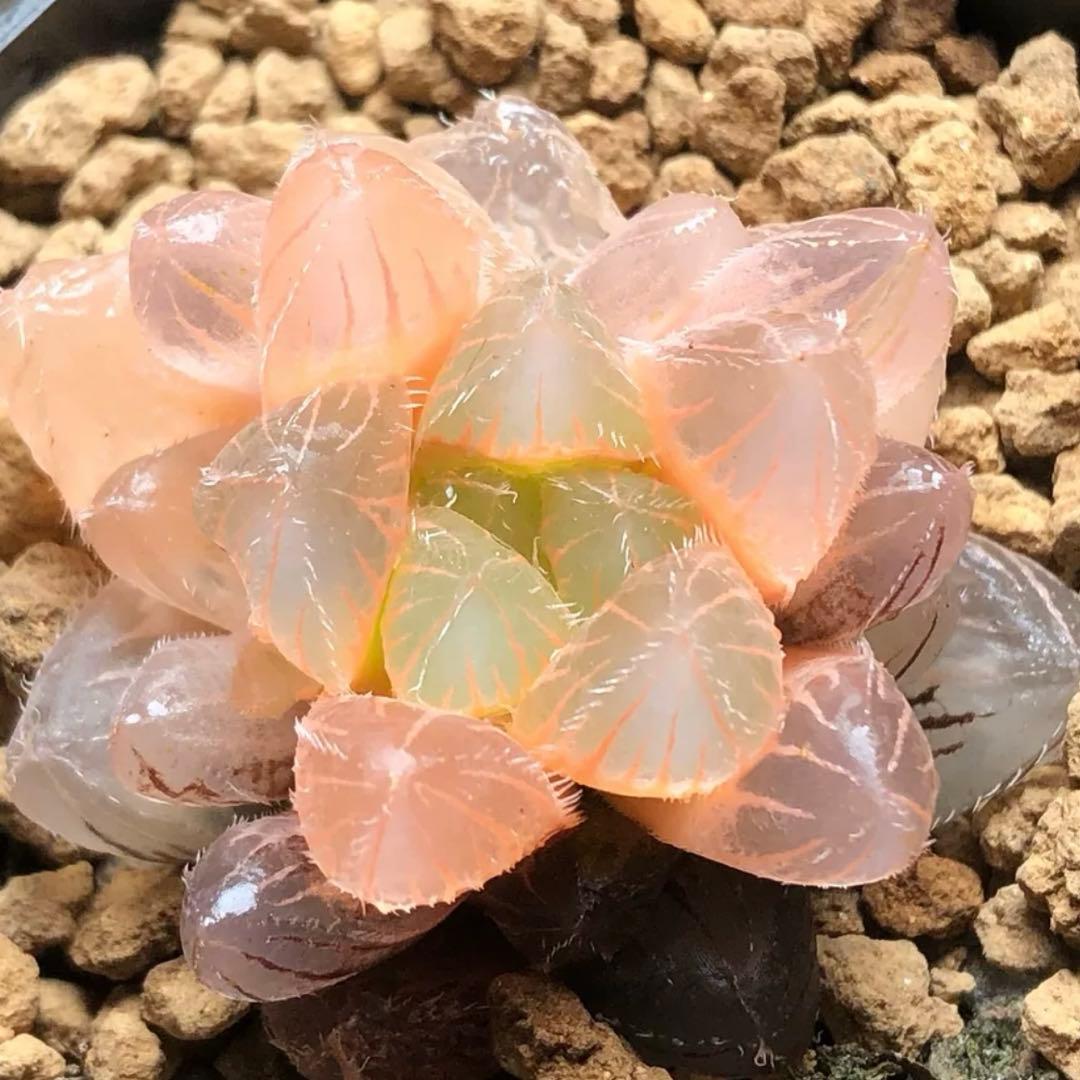 E*a様 多肉植物 ハオルチア 秋思いオブツーサ錦 糊斑 鮮明錦 - メルカリ