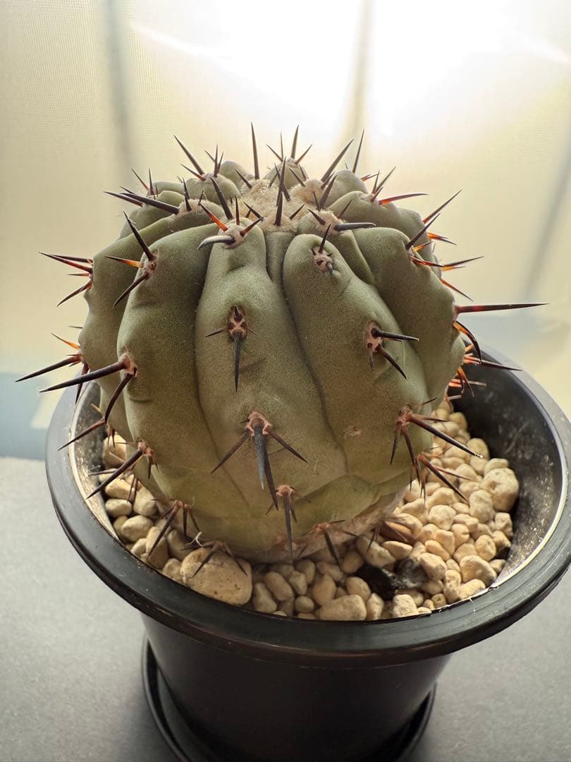 週末限定価格！黒王丸　白肌　厳選　コレクション　多陵　シネレア　特大