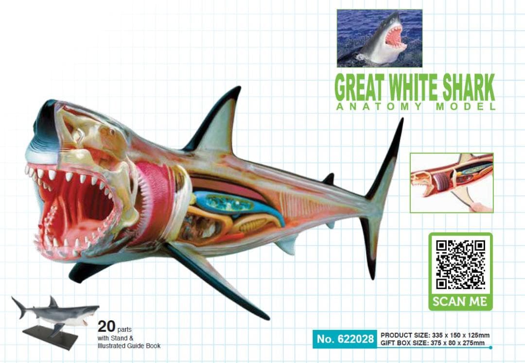 4Dビジョン ホホジロザメ 鮫 解剖モデル Great White Shark - メルカリ