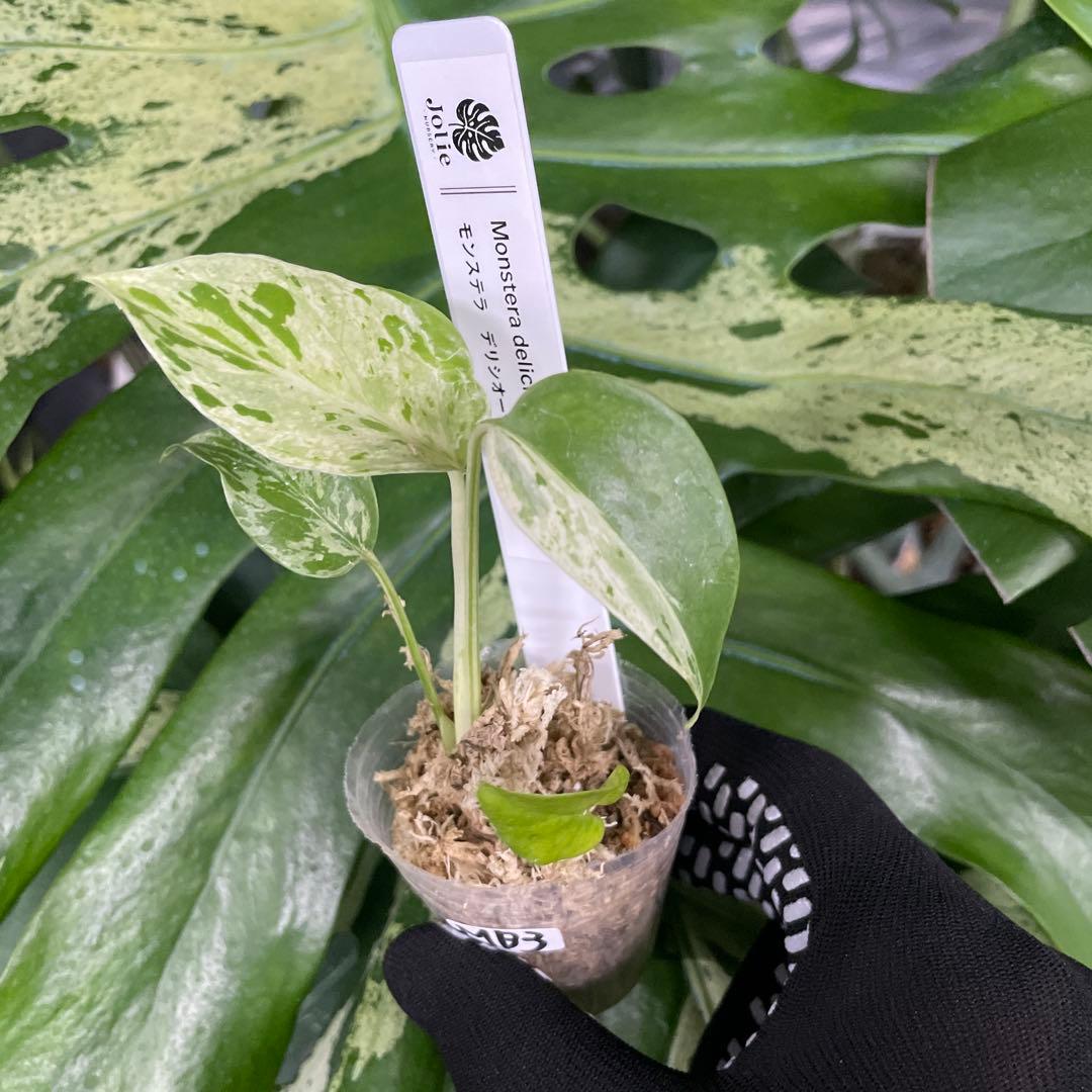 MB3 モンステラ　デリシオーサ　ベトシオーサ　2寸ポリポット　ネコポス発送