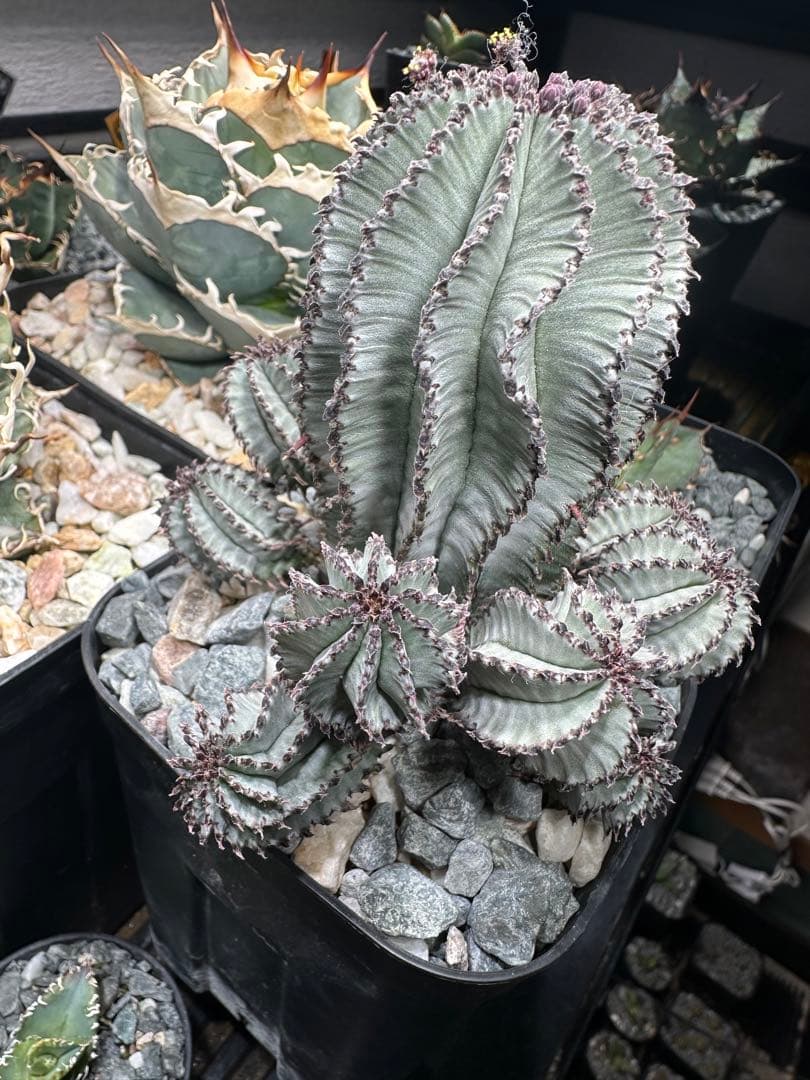 ポリゴナ スノーフレーク 検ユーフォルビア ホリダ バリダ スーパーバリダ