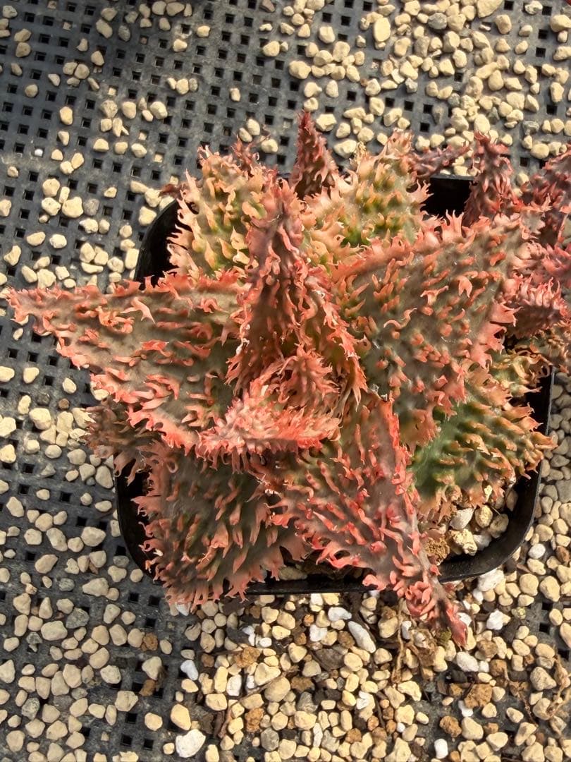 特上アロエ ハイブリッド Aloe hybrid 第四種 Fe−44 - メルカリ