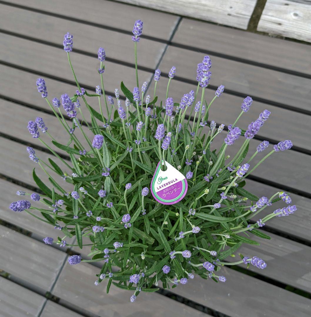 ラベンダー北国の香り富良野ブルー5号プラ鉢 - メルカリ