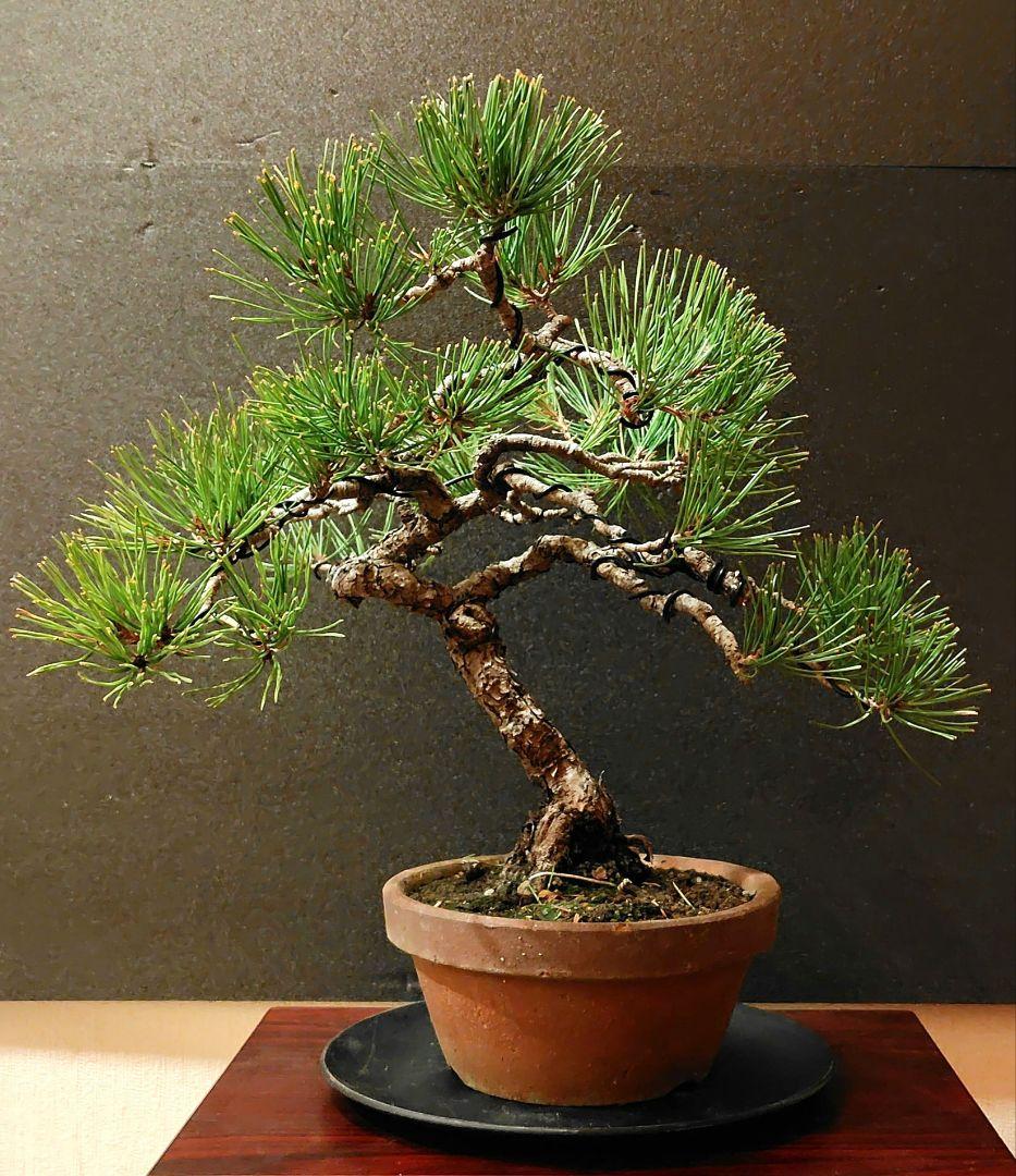赤松盆栽！