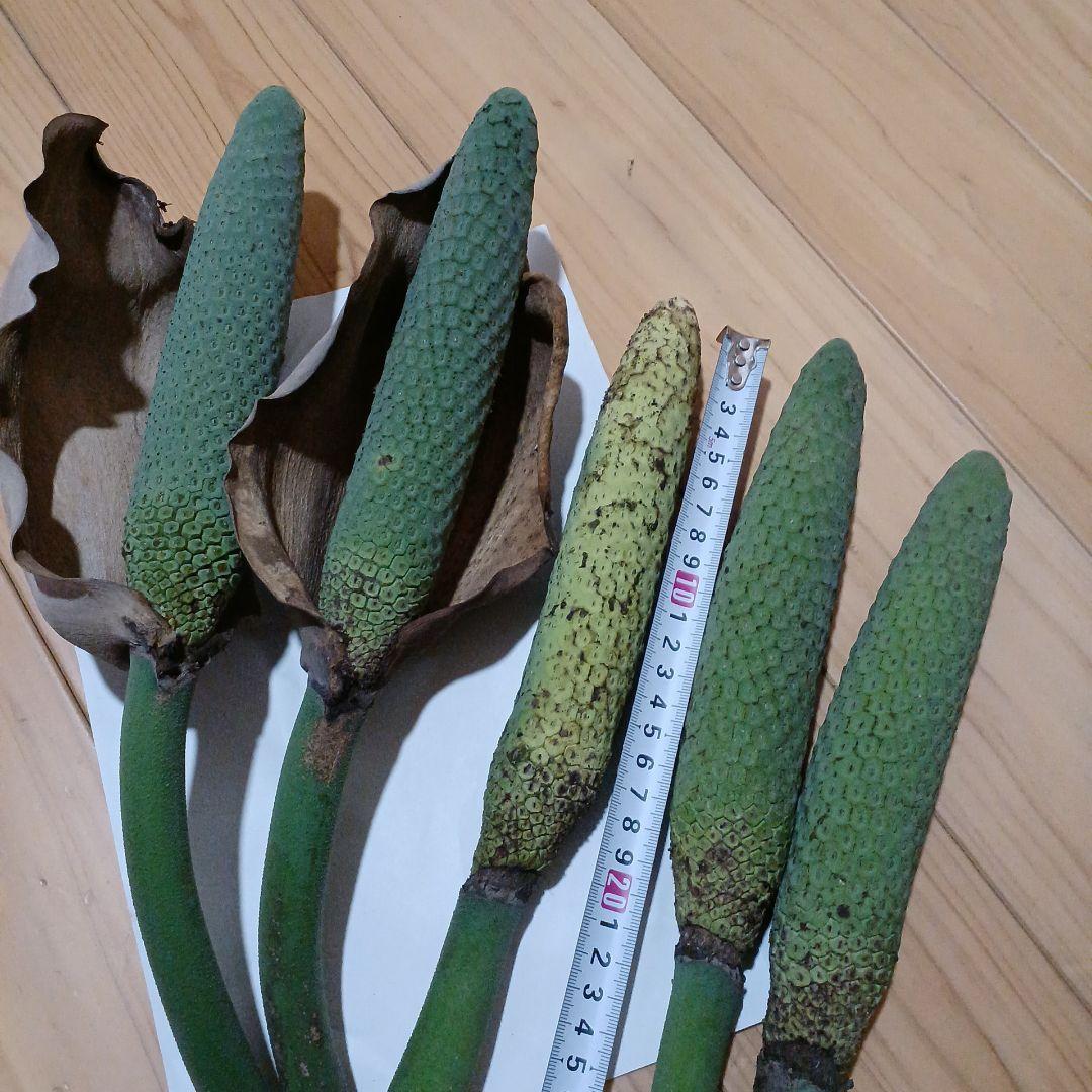 モンステラ(デリシオーサの実) 12個 モンステラ デリシオーサ 実生 癖あり | GREEN LUCK