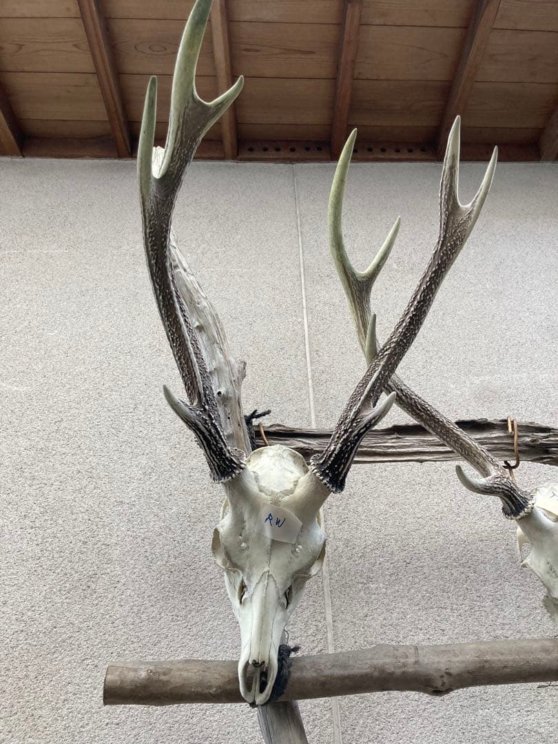 ハンティングトロフィー‼️大物だけを厳選‼️壁掛け用‼️インテリア装飾‼️