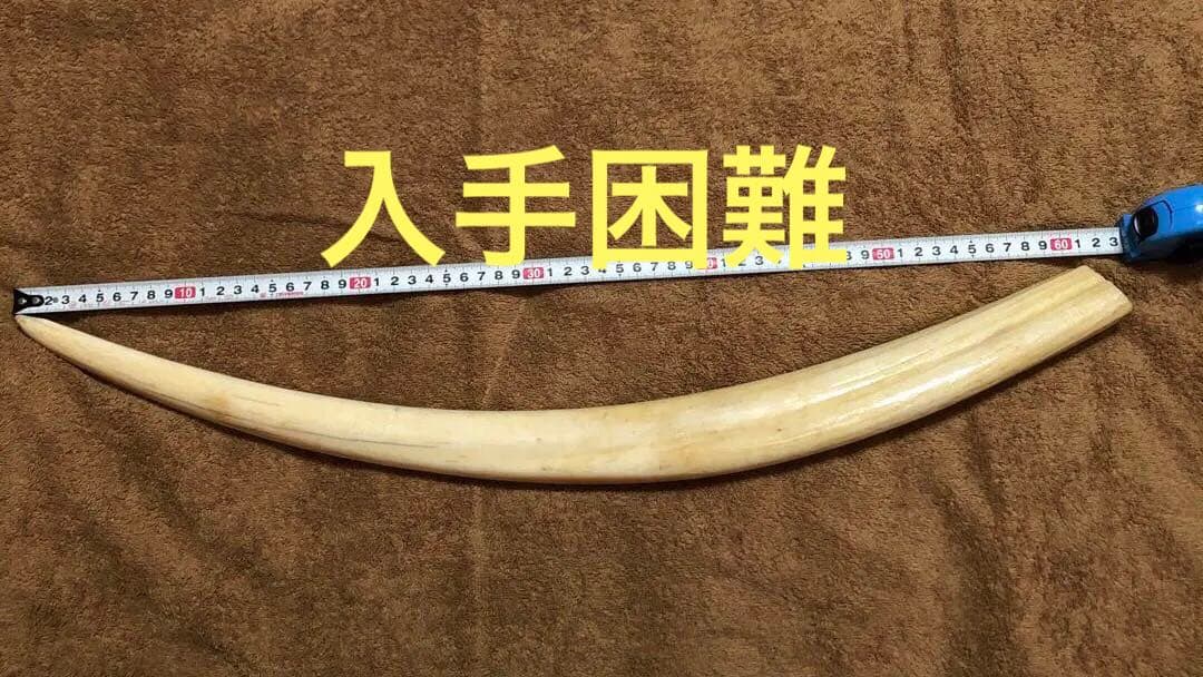 K*A様 セイウチ牙(マッコウ歯より希少)約1,100g