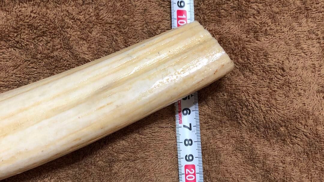 K*A様 セイウチ牙(マッコウ歯より希少)約1,100g - メルカリ