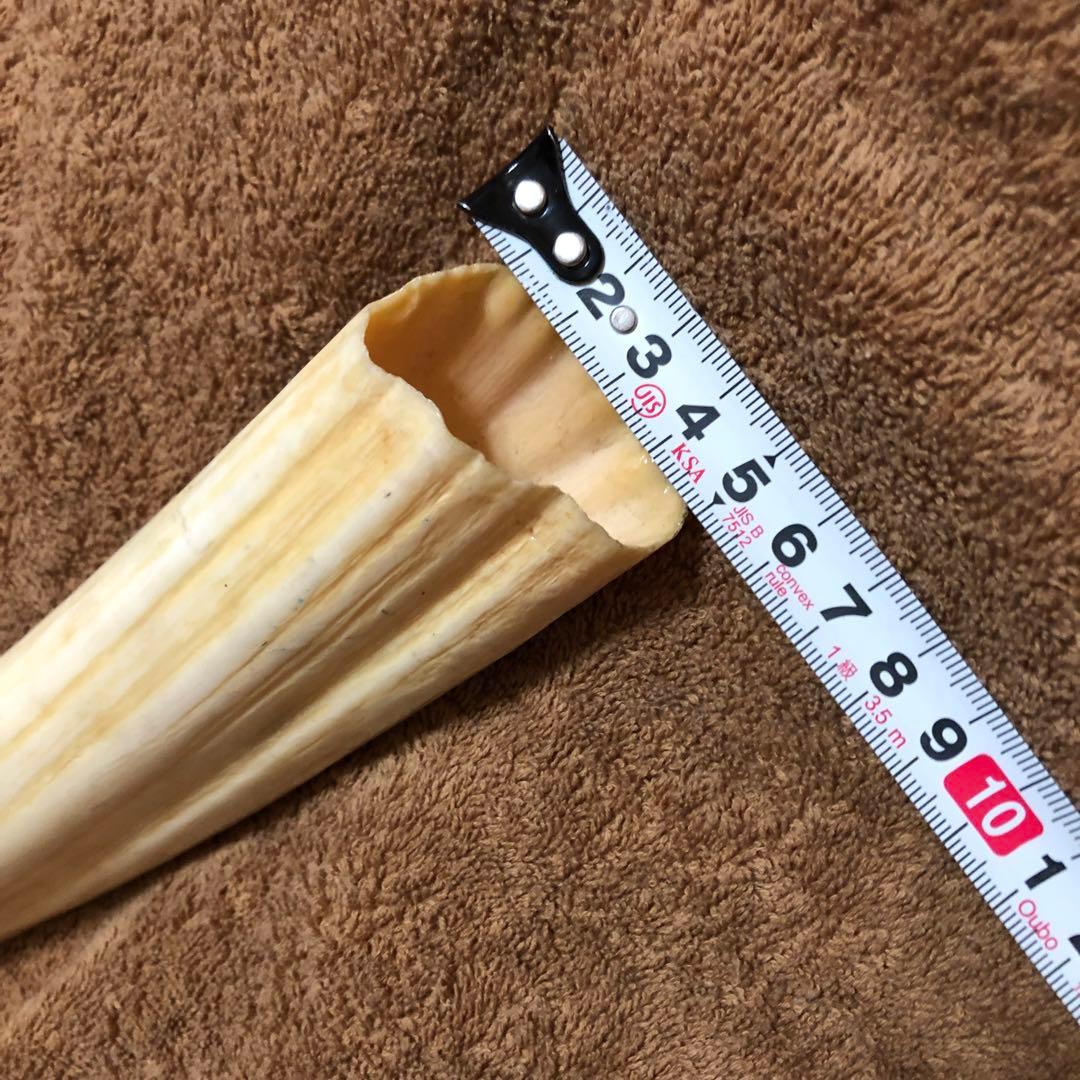 K*A様 セイウチ牙(マッコウ歯より希少)約1,100g - メルカリ