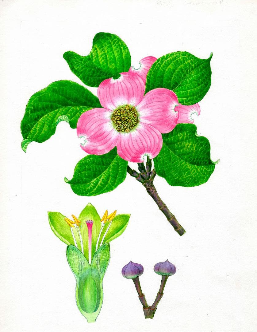 【絵画】ボタニカルアート「アメリカハナミズキ」原画 楽天市場】ポストカード ボタニカルアート 西本眞理子「ハナミズキ