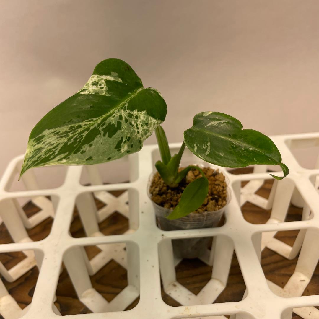 ロ*イ様 ms27品種保証！斑入り保証 モンステラ バルバソー フシギダネ