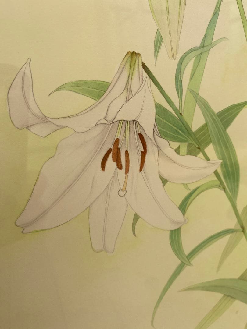 山本 敏雄ささゆり水彩画肉筆絵画日本画インテリア