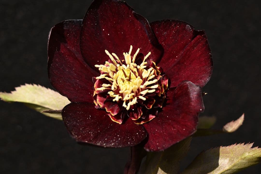 クリスマスローズ　1級品 認定sdキラメキ✩チョコレート　赤軸　赤蕊　加藤農園